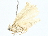  ( - BIOUG95349-D06)  @11 [ ] CreativeCommons - Attribution (2022) CBG Photography Group Centre for Biodiversity Genomics