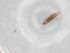  (Stictothrips faurei - BIOUG95789-D07)  @11 [ ] CreativeCommons - Attribution (2022) Centre for Biodiversity Genomics Centre for Biodiversity Genomics