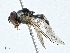  ( - CBG-A00315-A12)  @11 [ ] CreativeCommons - Attribution (2023) CBG Photography Group Centre for Biodiversity Genomics