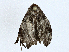  ( - CBG-A00313-D04)  @11 [ ] CreativeCommons - Attribution (2023) CBG Photography Group Centre for Biodiversity Genomics
