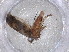  ( - CBG-A00959-C05)  @11 [ ] CreativeCommons - Attribution (2023) Centre for Biodiversity Genomics Centre for Biodiversity Genomics