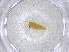  ( - CBG-A00969-G05)  @11 [ ] CreativeCommons - Attribution (2023) Centre for Biodiversity Genomics Centre for Biodiversity Genomics