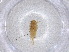  ( - CBG-A00970-C07)  @11 [ ] CreativeCommons - Attribution (2023) Centre for Biodiversity Genomics Centre for Biodiversity Genomics