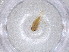  ( - CBG-A00970-F08)  @11 [ ] CreativeCommons - Attribution (2023) Centre for Biodiversity Genomics Centre for Biodiversity Genomics