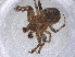  ( - CBG-A00972-A12)  @11 [ ] CreativeCommons - Attribution (2023) Centre for Biodiversity Genomics Centre for Biodiversity Genomics