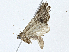  ( - CBG-A02867-D11)  @11 [ ] CreativeCommons - Attribution (2023) CBG Photography Group Centre for Biodiversity Genomics