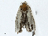  ( - CBG-A02868-A12)  @11 [ ] CreativeCommons - Attribution (2023) CBG Photography Group Centre for Biodiversity Genomics