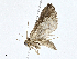  ( - CBG-A02868-F06)  @11 [ ] CreativeCommons - Attribution (2023) CBG Photography Group Centre for Biodiversity Genomics