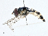  ( - CBG-A02869-D07)  @11 [ ] CreativeCommons - Attribution (2023) CBG Photography Group Centre for Biodiversity Genomics