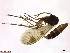  (Mycetophila biformis - TROM_SPM-011308)  @11 [ ] CreativeCommons - Attribution Non-Commercial Share-Alike (2015) Jostein Kjaerandsen Tromso University Museum