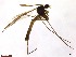  (Acomopterella - TROM_SPM-058826)  @11 [ ] CreativeCommons - Attribution Non-Commercial Share-Alike (2015) Jostein Kjaerandsen Tromso University Museum