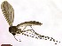  (Anatella pseudogibba - TROM_TSZD-JKJ-100354)  @14 [ ] CreativeCommons - Attribution Non-Commercial Share-Alike (2015) Jostein Kjaerandsen Tromso University Museum