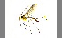  (Bolitophila dubia - TSZD-JKJ-100395)  @13 [ ] CreativeCommons - Attribution Non-Commercial Share-Alike (2014) Unspecified Tromso University Museum