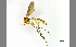  (Exechiopsis distendens - TSZD-JKJ-100420)  @14 [ ] CreativeCommons - Attribution Non-Commercial Share-Alike (2014) Unspecified Tromso University Museum