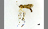  (Pseudorymosia - TSZD-JKJ-100427)  @14 [ ] CreativeCommons - Attribution Non-Commercial Share-Alike (2014) Unspecified Tromso University Museum