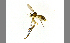  (Exechia unifasciata - TSZD-JKJ-100430)  @14 [ ] CreativeCommons - Attribution Non-Commercial Share-Alike (2014) Unspecified Tromso University Museum