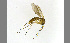  (Exechiopsis sp - TSZD-JKJ-100439)  @11 [ ] CreativeCommons - Attribution Non-Commercial Share-Alike (2014) Unspecified Tromso University Museum