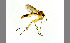  (Brachycampta alternans - TSZD-JKJ-100455)  @14 [ ] CreativeCommons - Attribution Non-Commercial Share-Alike (2014) Unspecified Tromso University Museum