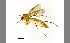  (Rymosia - TSZD-JKJ-100458)  @15 [ ] CreativeCommons - Attribution Non-Commercial Share-Alike (2014) Unspecified Tromso University Museum