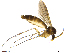  (Exechia cornuta - TROM-TSZD-JKJ-100472)  @14 [ ] CreativeCommons - Attribution Non-Commercial Share-Alike (2015) Unspecified Tromso University Museum