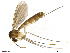  (Exechiopsis membranacea - TROM-TSZD-JKJ-100473)  @13 [ ] CreativeCommons - Attribution Non-Commercial Share-Alike (2015) Unspecified Tromso University Museum