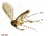  (Anatella longisetosa - TROM-TSZD-JKJ-100477)  @11 [ ] CreativeCommons - Attribution Non-Commercial Share-Alike (2015) Unspecified Tromso University Museum