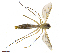  (Exechia JKJ-spQ - TROM-TSZD-JKJ-100510)  @14 [ ] CreativeCommons - Attribution Non-Commercial Share-Alike (2015) Unspecified Tromso University Museum