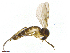  (Brachycampta czernyi - TROM-TSZD-JKJ-100511)  @14 [ ] CreativeCommons - Attribution Non-Commercial Share-Alike (2015) Unspecified Tromso University Museum