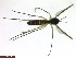  (Exechia lucidula - TROM_TSZD-JKJ-100683)  @13 [ ] CreativeCommons - Attribution Non-Commercial Share-Alike (2015) Jostein Kjaerandsen Tromso University Museum