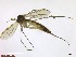  (Pseudobrachypeza - TROM_TSZD-JKJ-100692)  @14 [ ] CreativeCommons - Attribution Non-Commercial Share-Alike (2015) Jostein Kjaerandsen Tromso University Museum