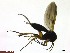  (Platurocypta punctum - TROM_TSZD-JKJ-100705)  @12 [ ] CreativeCommons - Attribution Non-Commercial Share-Alike (2015) Jostein Kjaerandsen Tromso University Museum