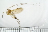  ( - TROM_TSZD-JKJ-100726)  @11 [ ] CreativeCommons - Attribution Non-Commercial Share-Alike (2015) Jostein Kjaerandsen Tromso University Museum