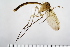  ( - TROM_TSZD-JKJ-100728)  @11 [ ] CreativeCommons - Attribution Non-Commercial Share-Alike (2015) Jostein Kjaerandsen Tromso University Museum