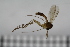  ( - TROM_TSZD-JKJ-100730)  @11 [ ] CreativeCommons - Attribution Non-Commercial Share-Alike (2015) Jostein Kjaerandsen Tromso University Museum