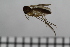  (Anatella lenis - TROM_TSZD-JKJ-100731)  @14 [ ] CreativeCommons - Attribution Non-Commercial Share-Alike (2015) Jostein Kjaerandsen Tromso University Museum