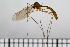  ( - TROM_TSZD-JKJ-100733)  @13 [ ] CreativeCommons - Attribution Non-Commercial Share-Alike (2015) Jostein Kjaerandsen Tromso University Museum