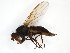  ( - TSZD-JKJ-106891)  @11 [ ] CreativeCommons - Attribution Non-Commercial Share-Alike (2017) Unspecified Tromsø University Museum