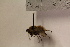  ( - TSZD_26605)  @12 [ ] CreativeCommons - Attribution Non-Commercial Share-Alike (2015) Unspecified Tromso University Museum