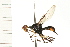  (Angitula - LP00545)  @11 [ ] CreativeCommons - Attribution (2009) Unspecified Centre for Biodiversity Genomics