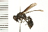  (Epipona - LP00044)  @14 [ ] CreativeCommons - Attribution (2009) Unspecified Centre for Biodiversity Genomics
