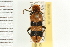  (Trichodes bibalteatus - LP00062)  @14 [ ] CreativeCommons - Attribution (2009) Unspecified Centre for Biodiversity Genomics