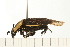  ( - LP00573)  @11 [ ] CreativeCommons - Attribution (2009) Unspecified Centre for Biodiversity Genomics