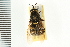  ( - LP00176)  @11 [ ] CreativeCommons - Attribution (2009) Unspecified Centre for Biodiversity Genomics