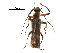  (Lycocerus arisanensis - BIOUG28752-H07)  @13 [ ] CreativeCommons - Attribution (2016) CBG Photography Group Centre for Biodiversity Genomics