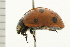  ( - 08BBCOL-0124)  @13 [ ] CreativeCommons - Attribution (2008) Unspecified Centre for Biodiversity Genomics