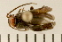  ( - 08BBCOL-0033)  @12 [ ] CreativeCommons - Attribution (2008) Unspecified Centre for Biodiversity Genomics