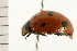  ( - 08BBCOL-0156)  @13 [ ] CreativeCommons - Attribution (2008) Unspecified Centre for Biodiversity Genomics