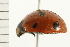  ( - 08BBCOL-0160)  @13 [ ] CreativeCommons - Attribution (2008) Unspecified Centre for Biodiversity Genomics