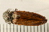  ( - 08BBCOL-0056)  @11 [ ] CreativeCommons - Attribution (2008) Unspecified Centre for Biodiversity Genomics