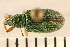  ( - 08BBCOL-0065)  @13 [ ] CreativeCommons - Attribution (2008) Unspecified Centre for Biodiversity Genomics